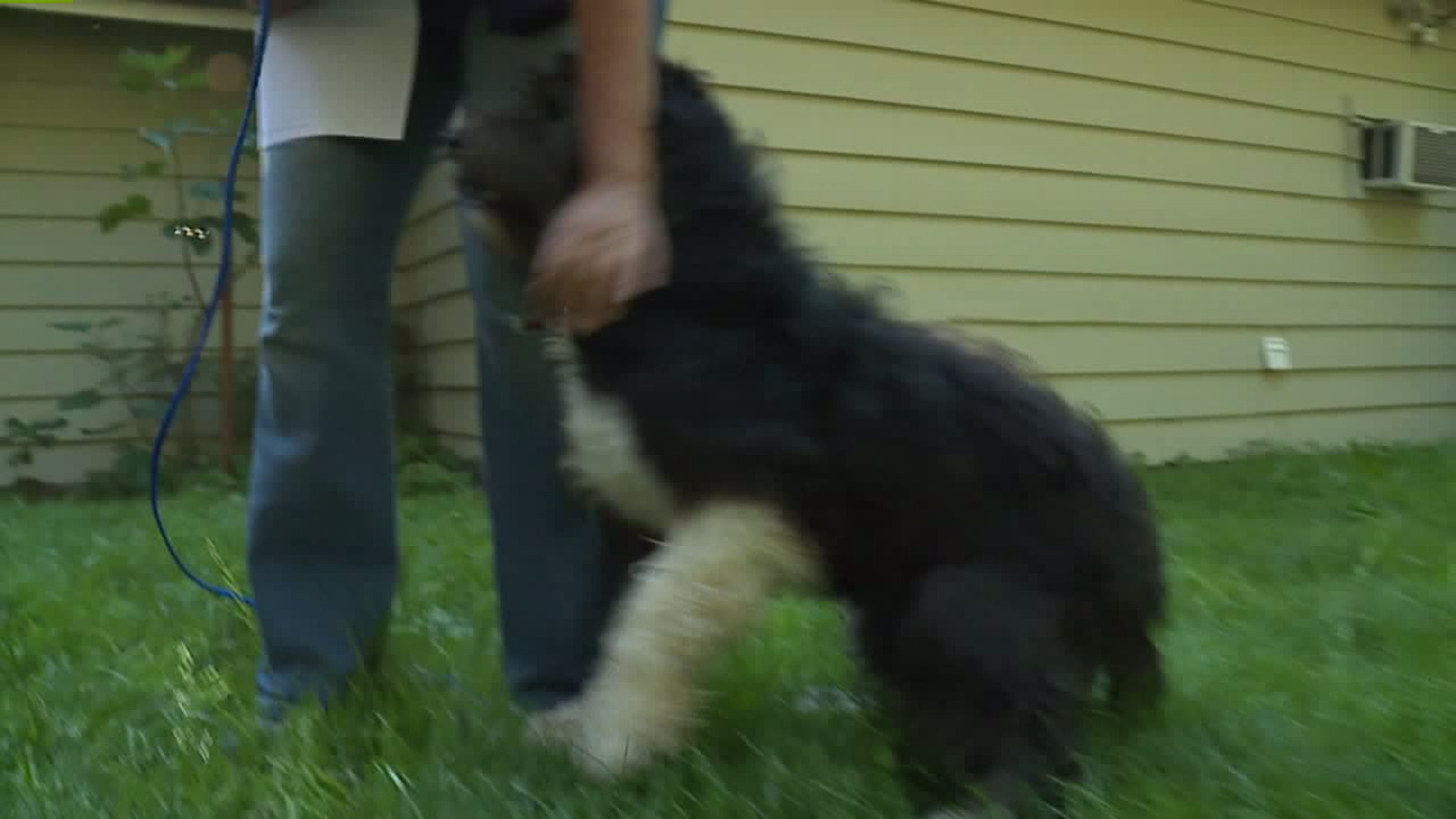 Dogs from Texas shelters flown to Seattle area for adoption