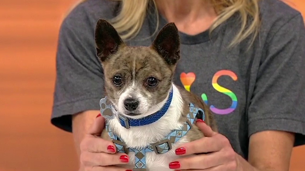 Pet of the day: Garbanzo Bean