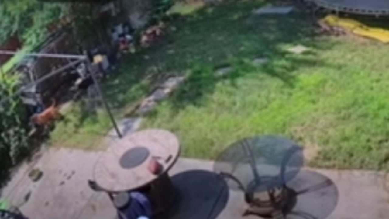 Video: Pregnant Houston-area woman says dogs attacked her pet