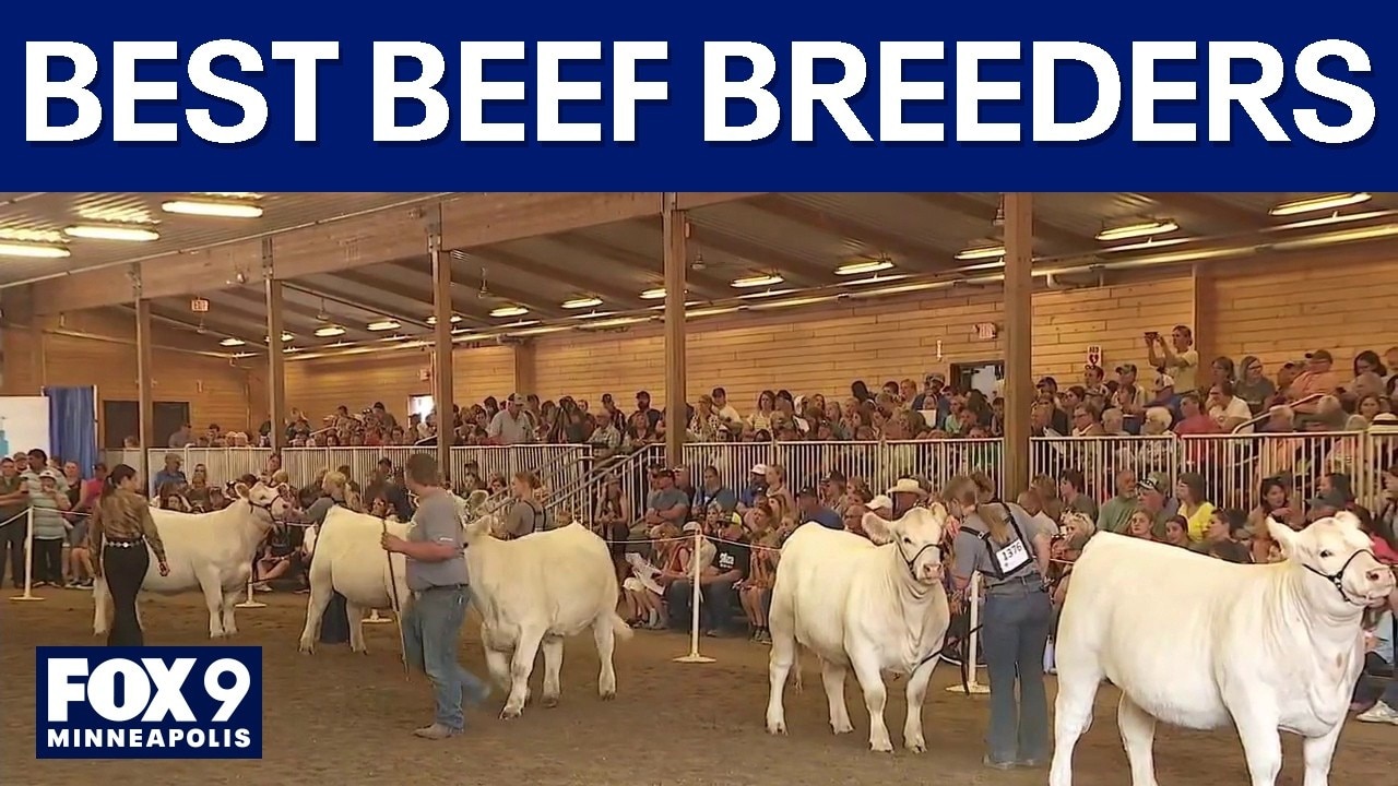 4-H shows off beef breeding heifers at State Fair