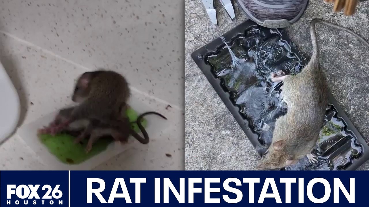 Senior residents report severe rate infestation in The Woodlands