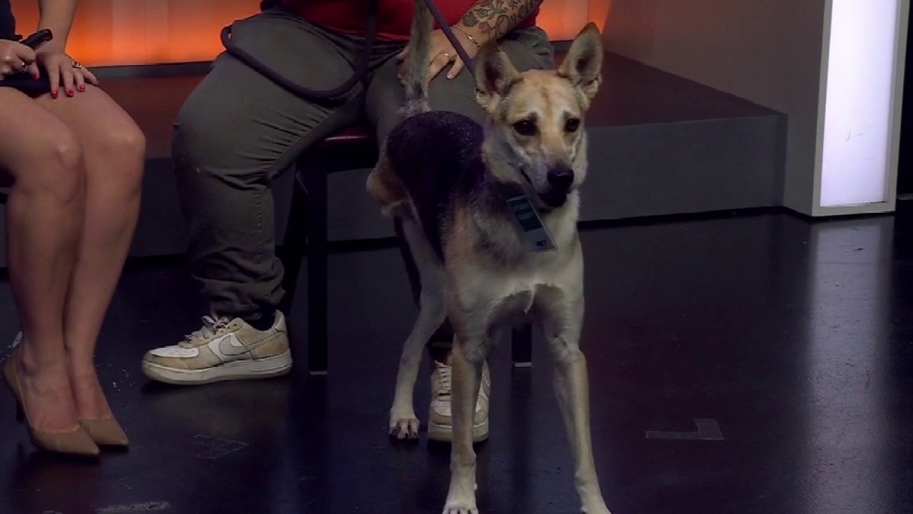 Meet Pogo! | Pet of the Week