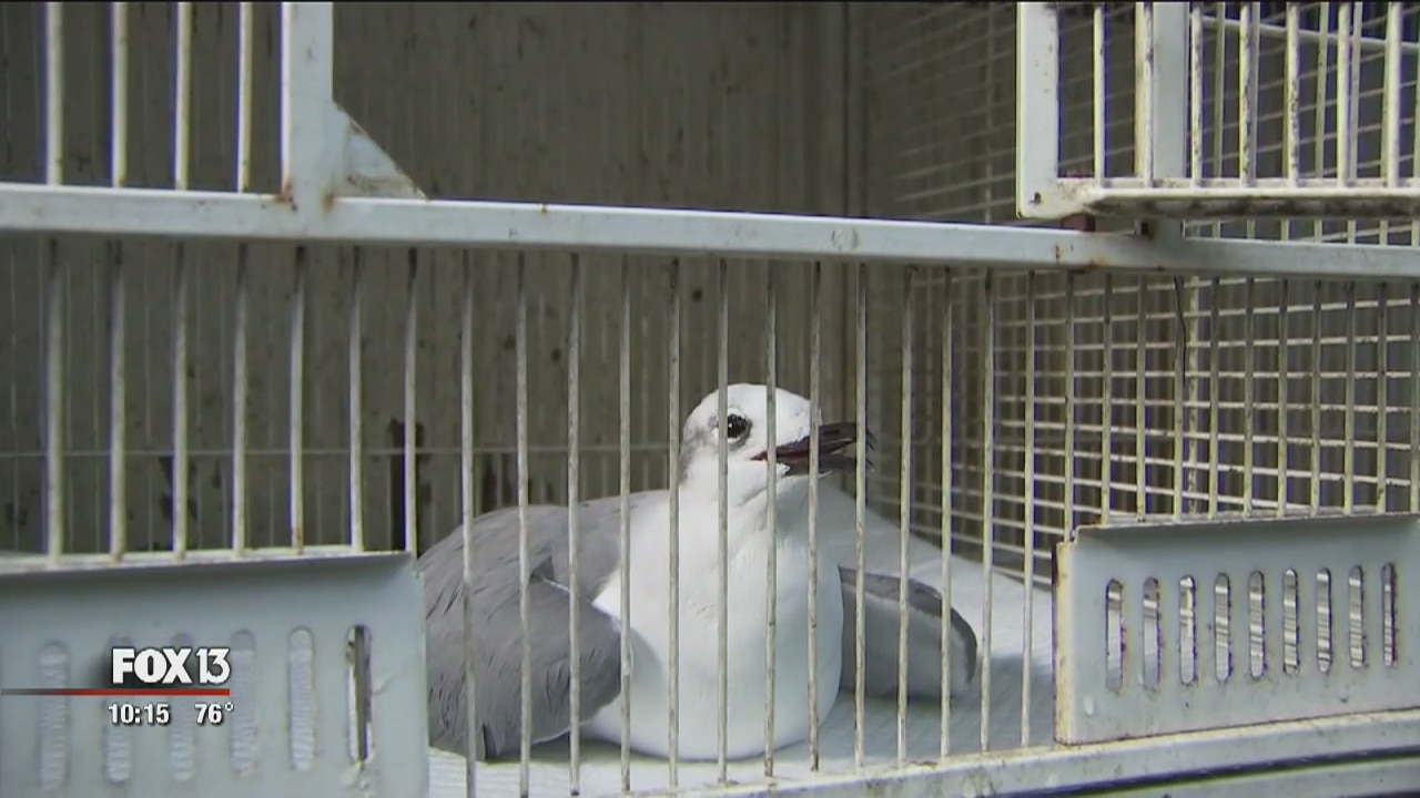 Of 23 sick birds found on Anna Maria, 1 survives