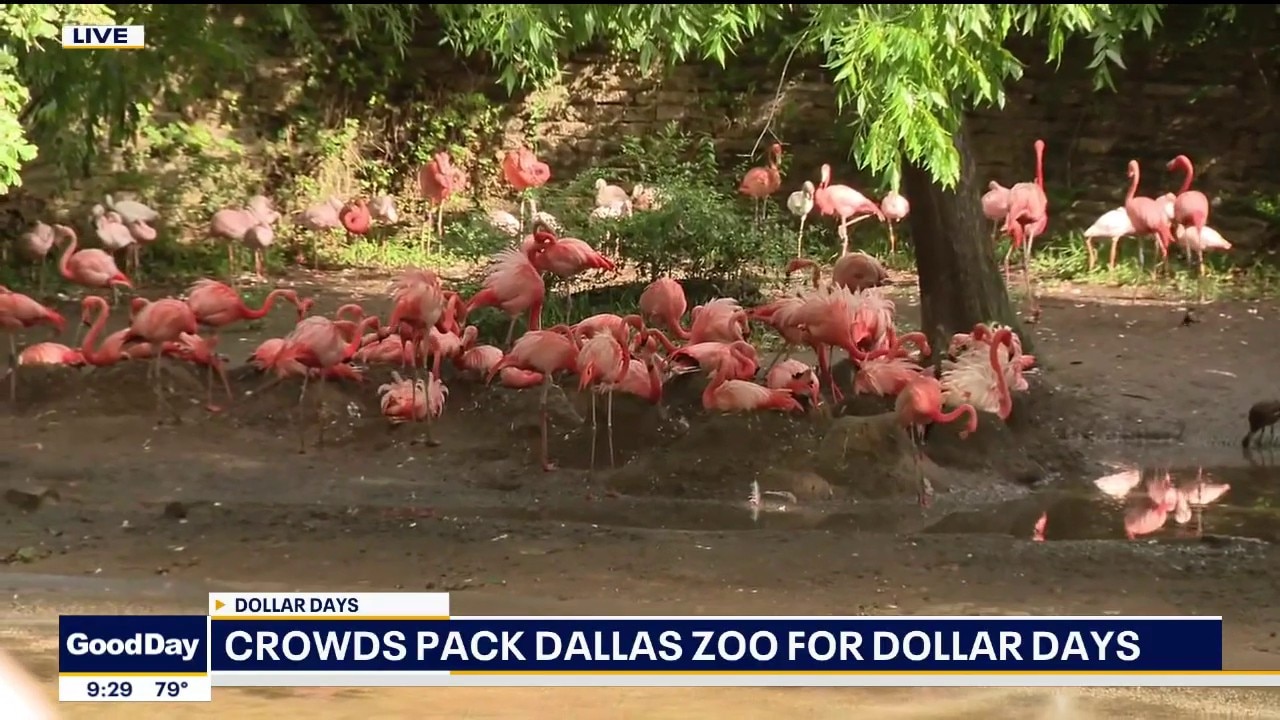 Dallas Zoo admission is only $1 today
