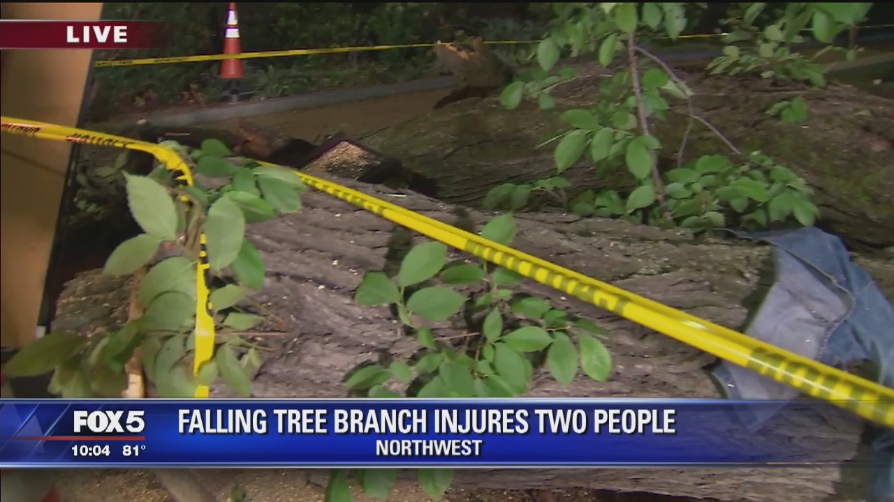 Tree branch injures two people in Washington