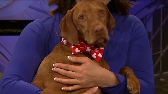 Are pets the perfect date bait?! Apparently dogs are good at sniffing out romance