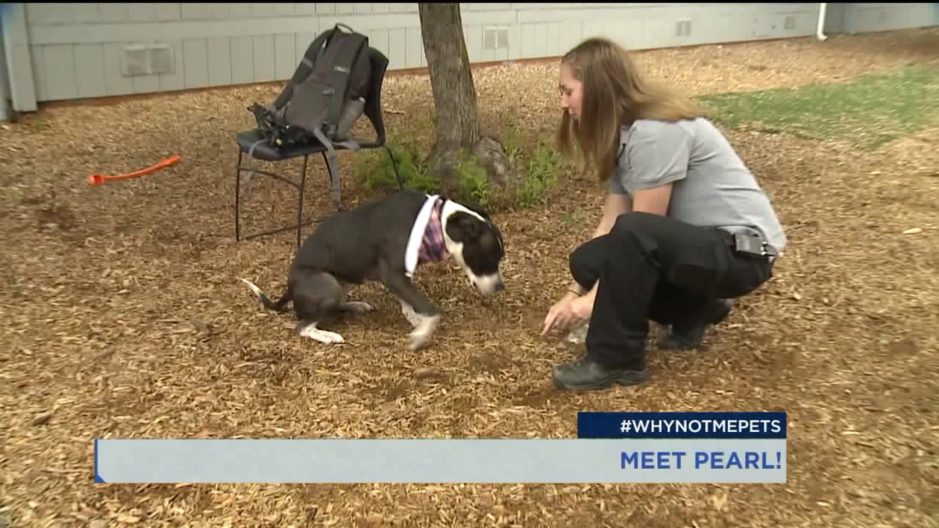 Meet Pearl! #WhyNotMePets
