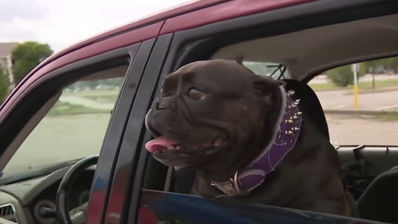 Food and pet drive-up distribution event in Austin