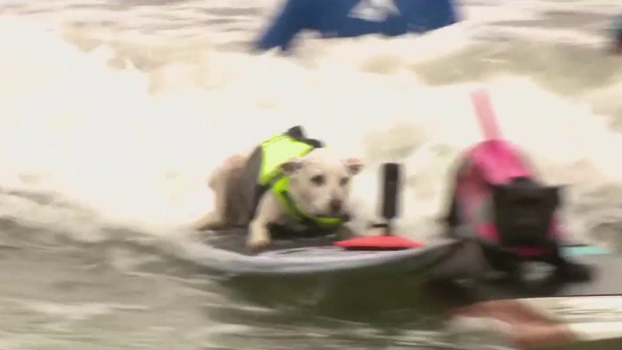 Dogs make a splash in Pacifica competition