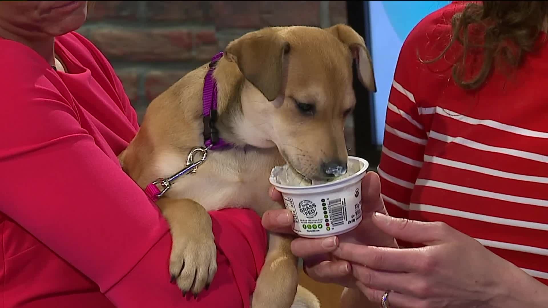 6 dangerous foods for dogs