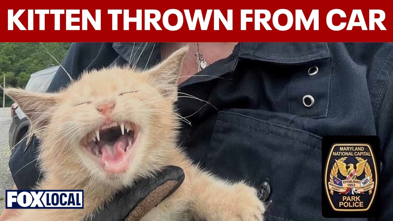 Cat rescued after being thrown from moving vehicle on Woodrow Wilson Bridge