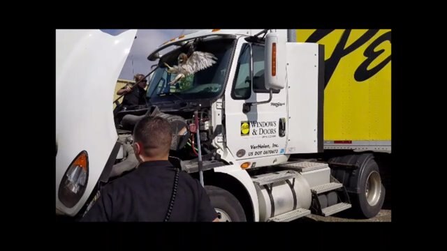 Hawk gets stuck in semi visor