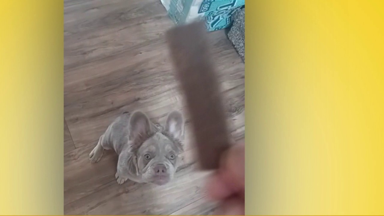 Good Day Pet Tricks, 10/20