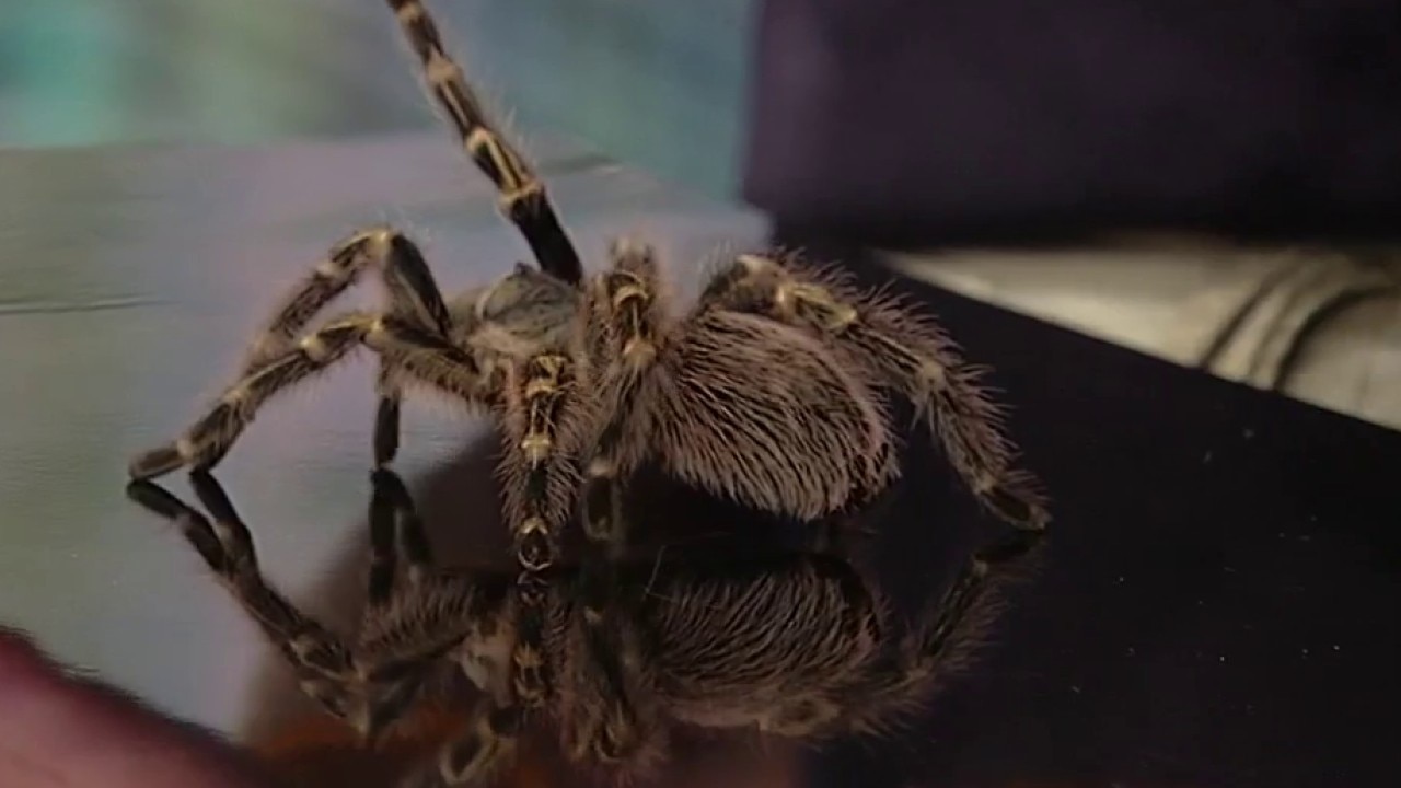 Zoo Atlanta gets spooky with Boo at the Zoo
