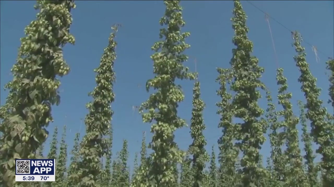 Climate change threatens beer market, say scientists