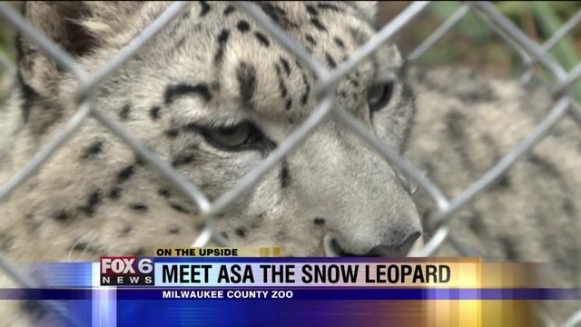 Meet Asa, the first of two snow leopards to arrive at the Milwaukee County Zoo