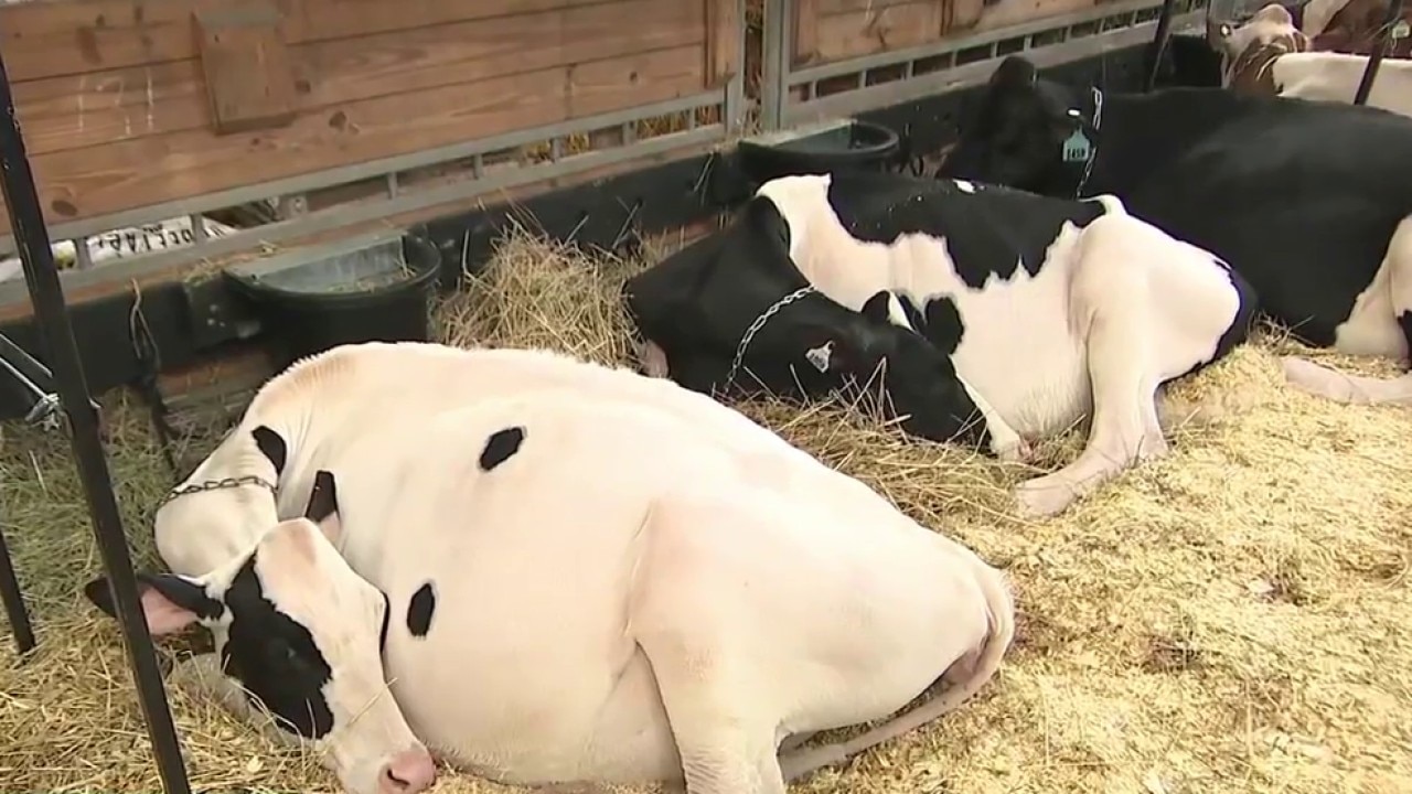 Wisconsin State Fair opening day: details on what visitors can experience during their trip