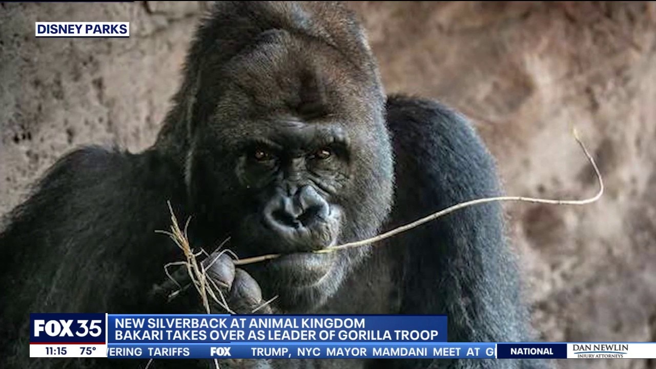 Meet Bakari! The new gorilla at Disney's Animal Kingdom