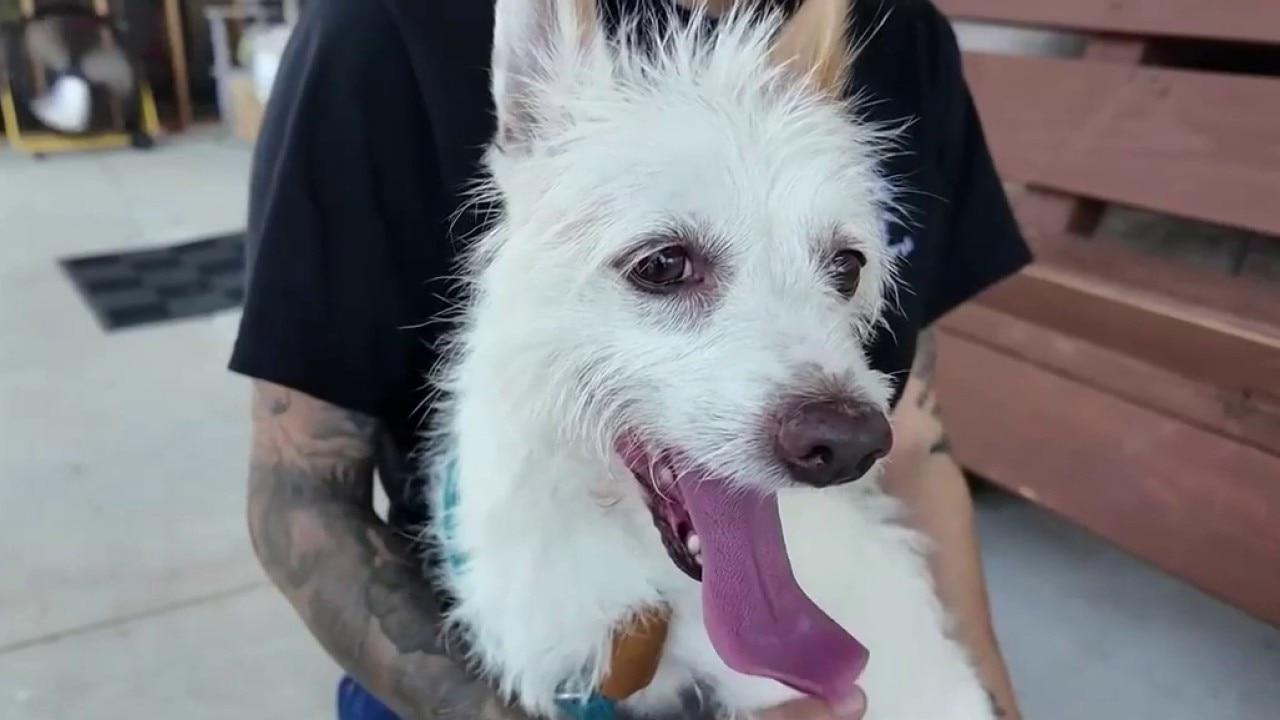 Dog heat stroke death prompts urgent warning for pet owners