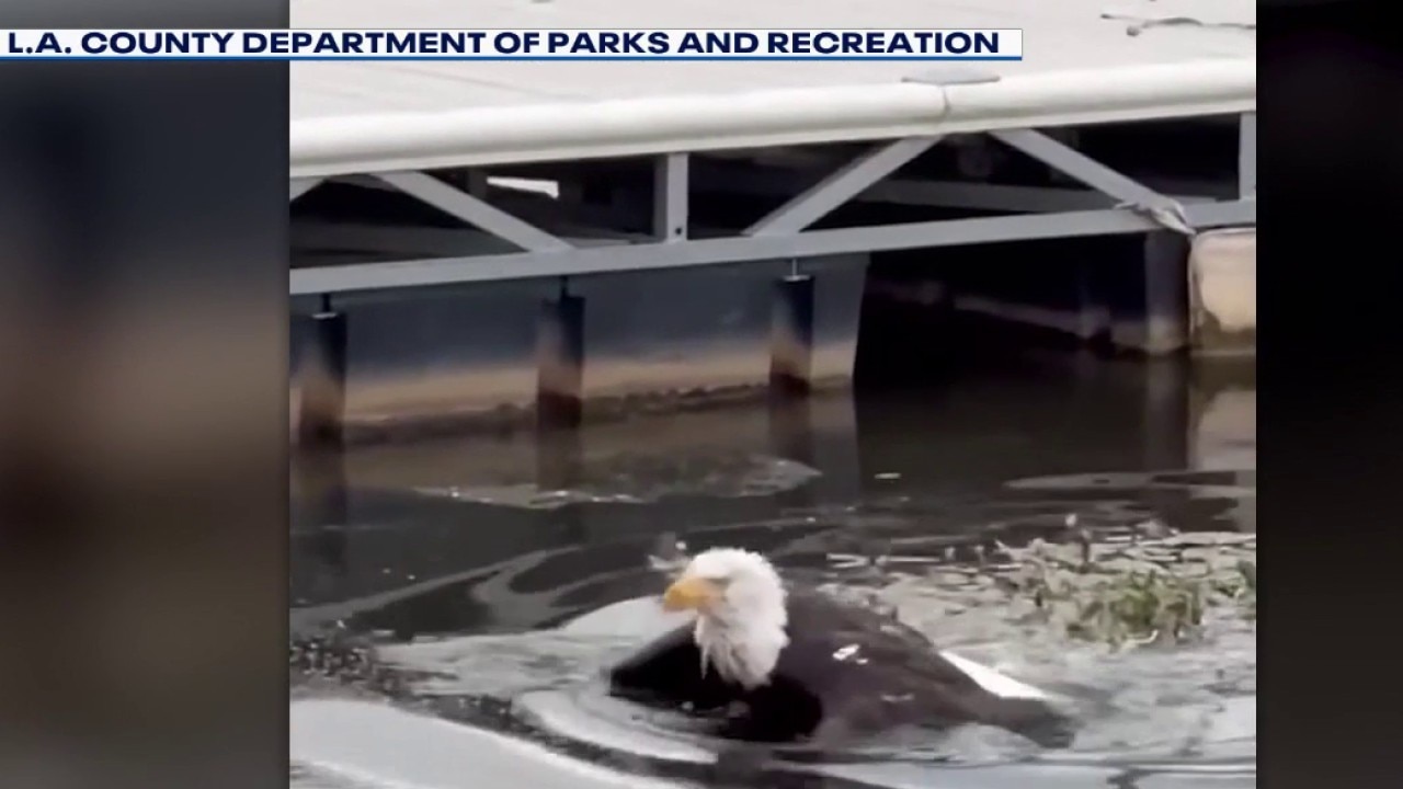 Injured bald eagle believed to be Jackie recovering