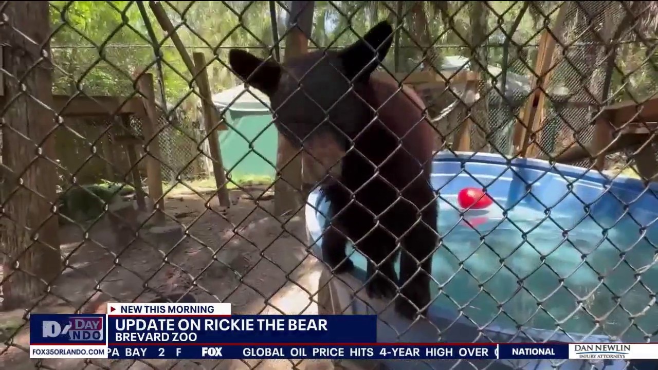 Rickie the bear returns to Brevard Zoo