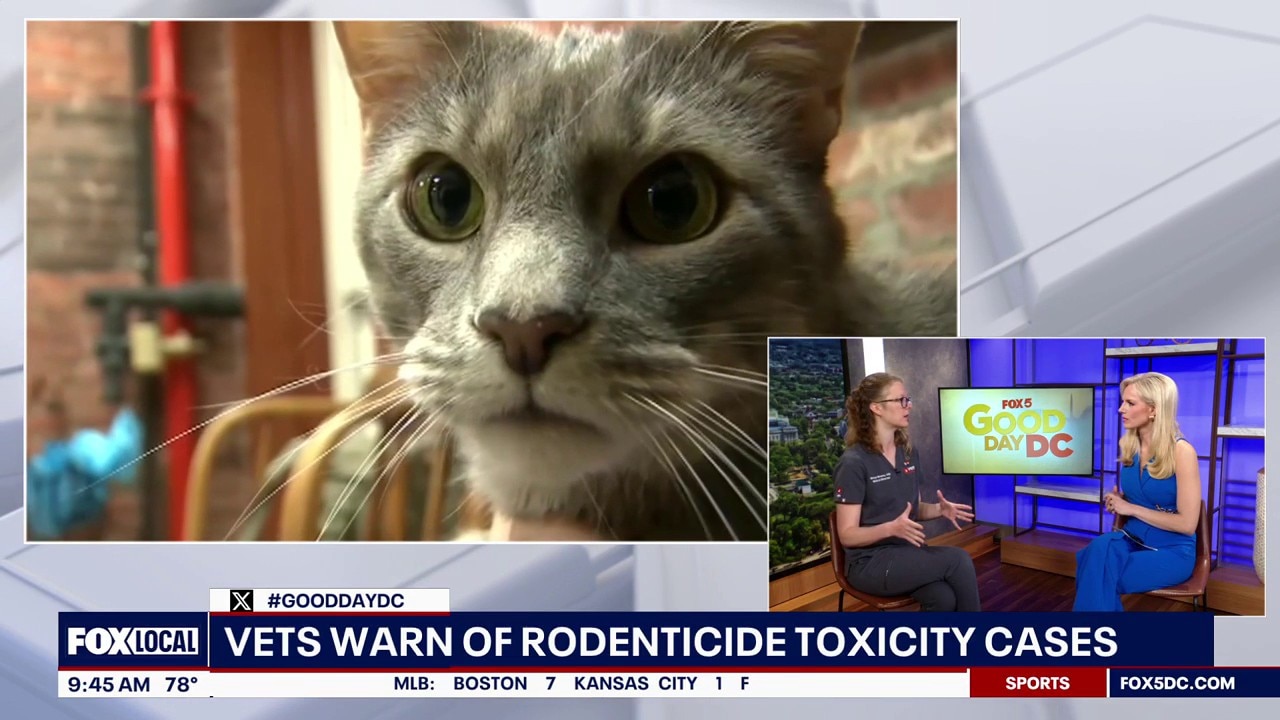 Vets warn of rodenticides putting pets at risk