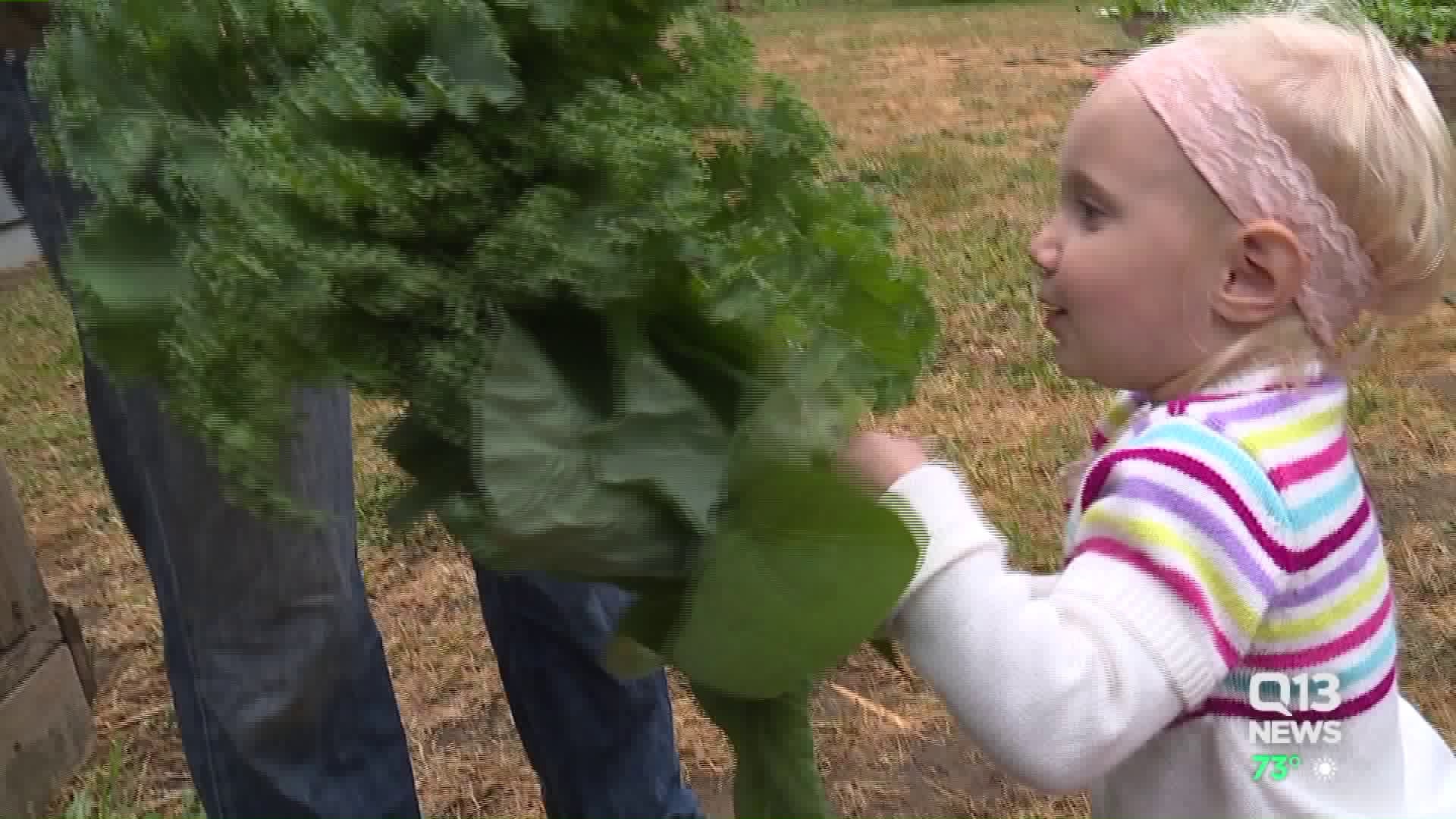 Backyard garden producers
