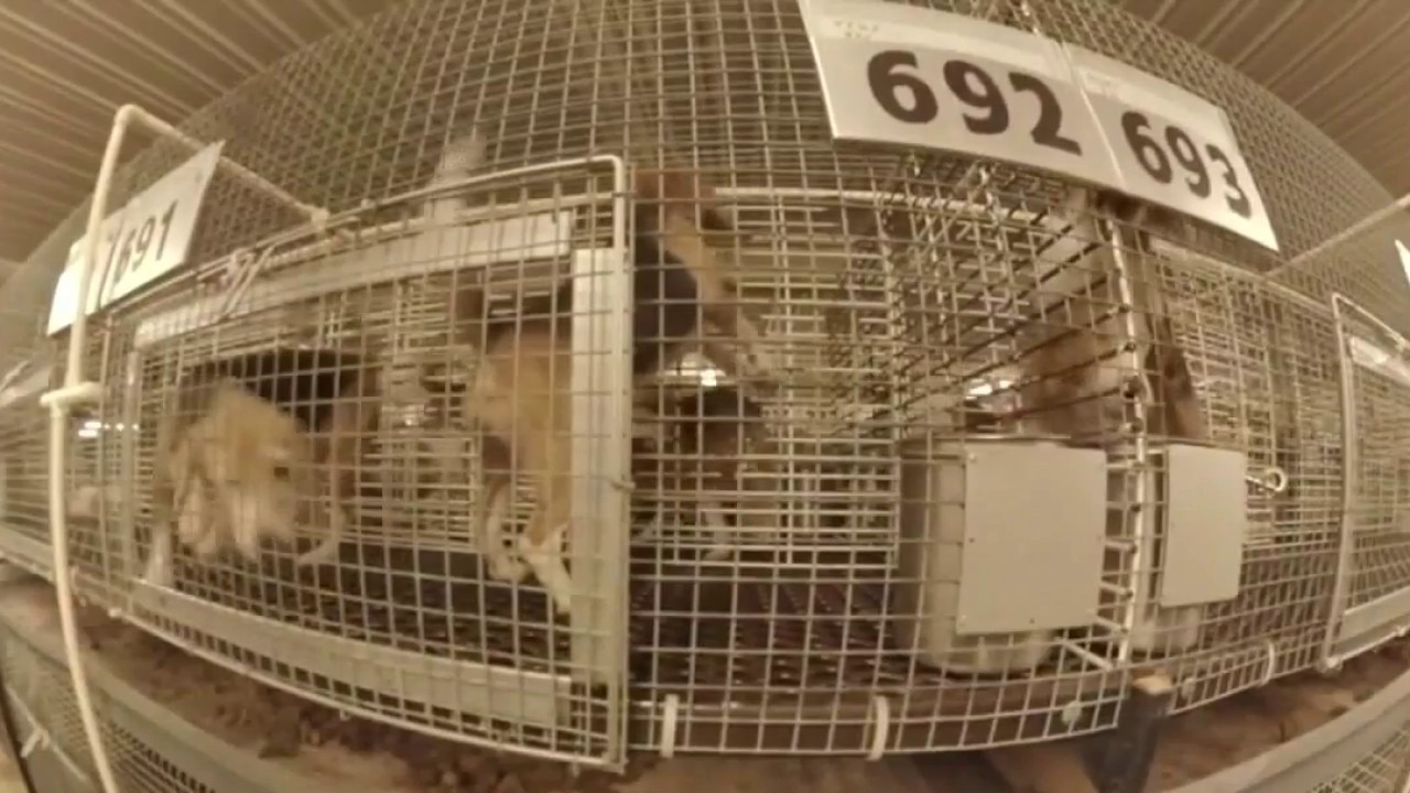 Ridglan Farms beagles: Hundreds of dogs remain inside