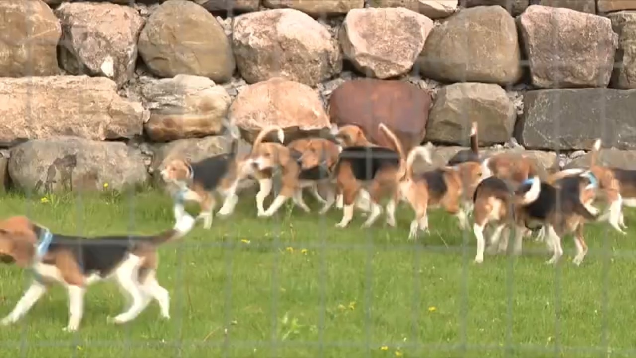 Rescued beagles head to Minnesota