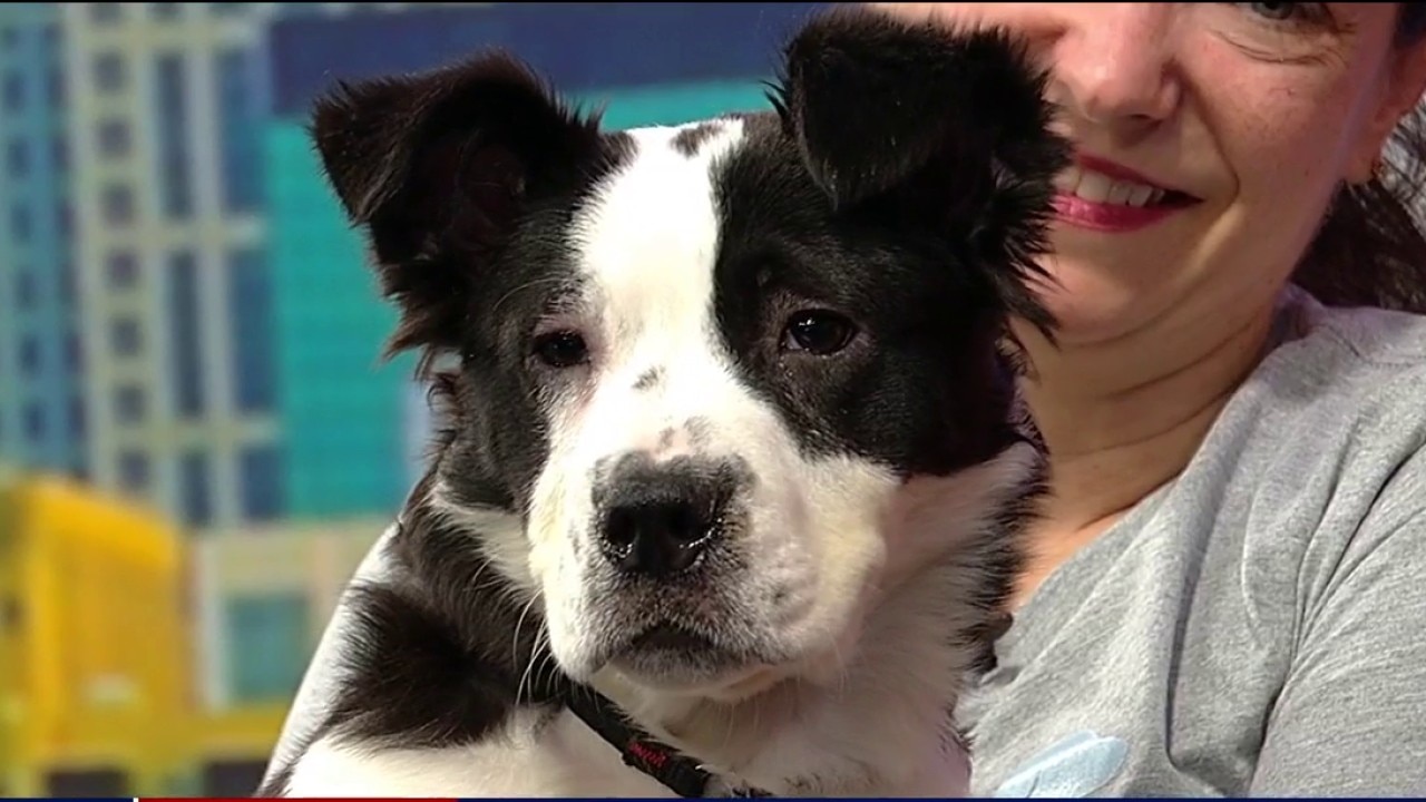 Pet of the day: Freddo
