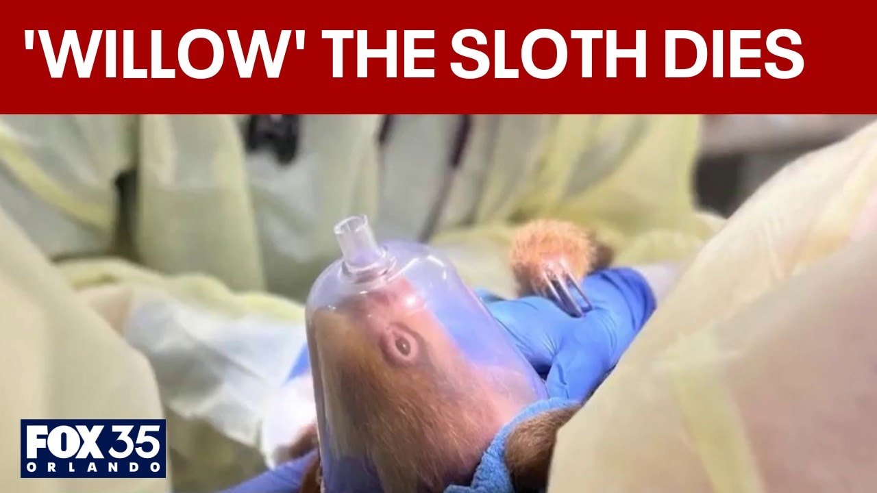 Another sloth linked to Sloth World dies as investigation continues