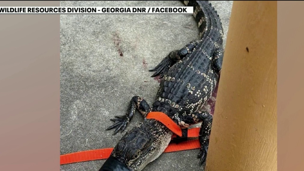 Alligator found in Georgia middle school