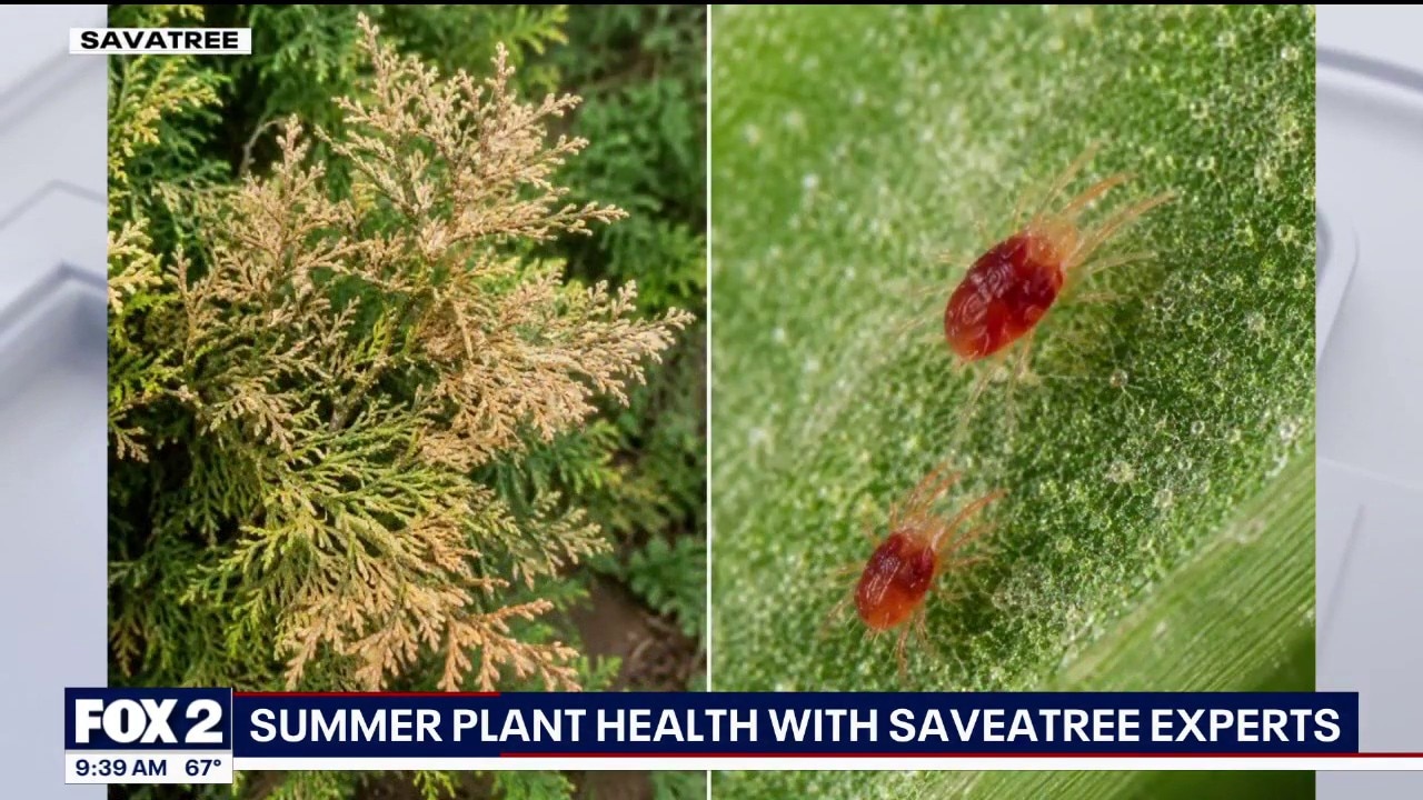 Summer Plant Health with 'Saveatree' Expert