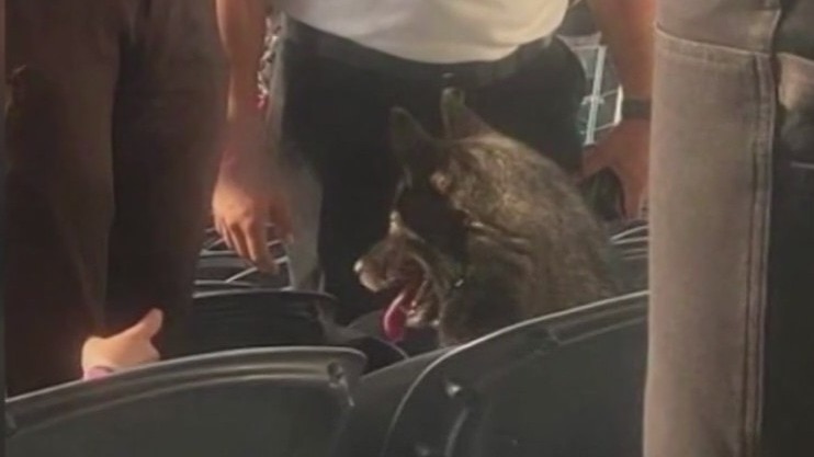 Dog sneaks into Metallica Concert