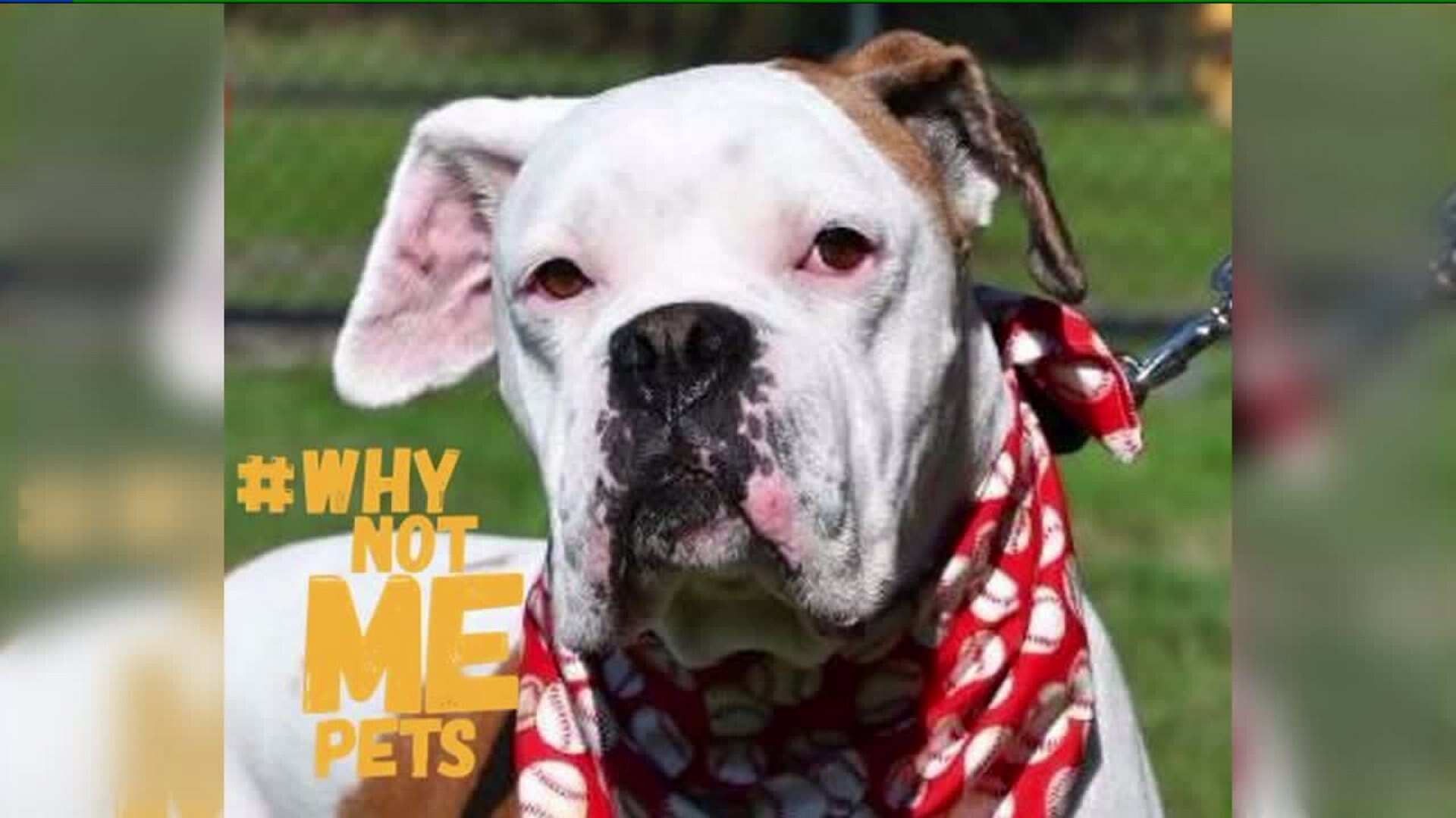 Meet Chewy!#WhyNotMePets