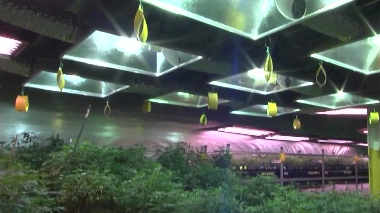 Georgia medical cannabis law expands access