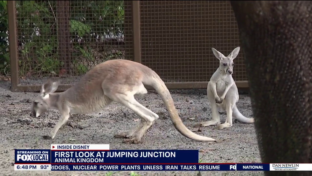 Meet Kangaroos, baby joeys at Disney's Animal Kingdom