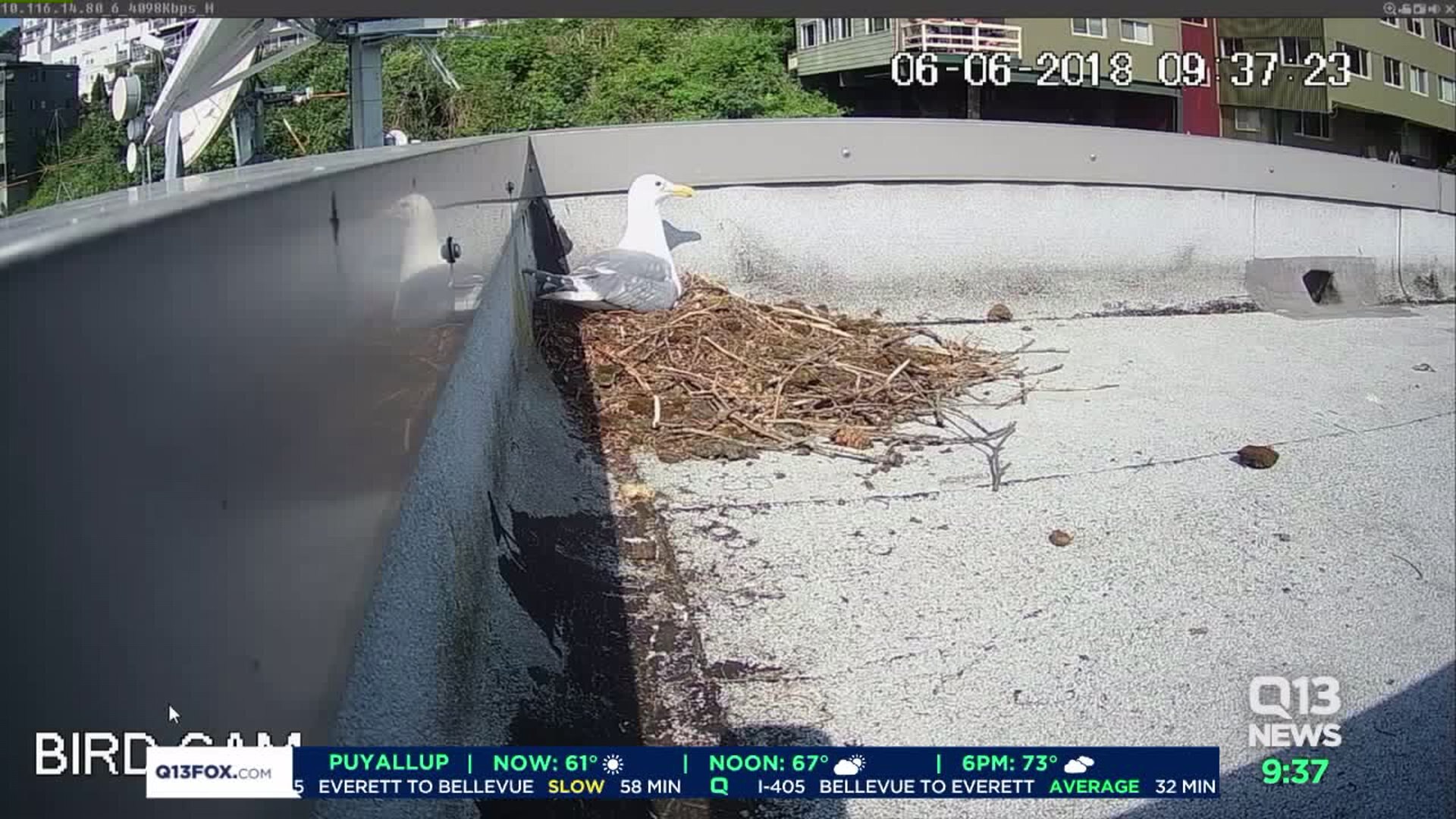 Q13`s Bird Cam!