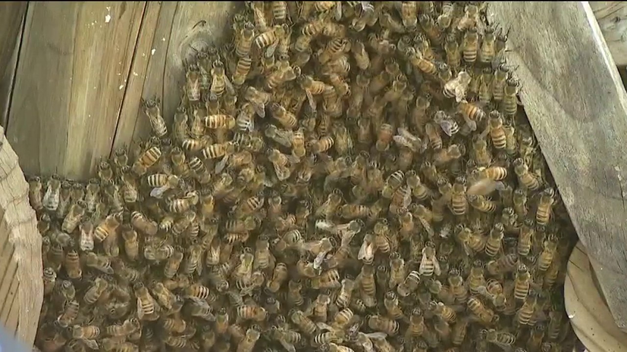 Thousands of bees swarm Chicago yard, creating awe among neighbors