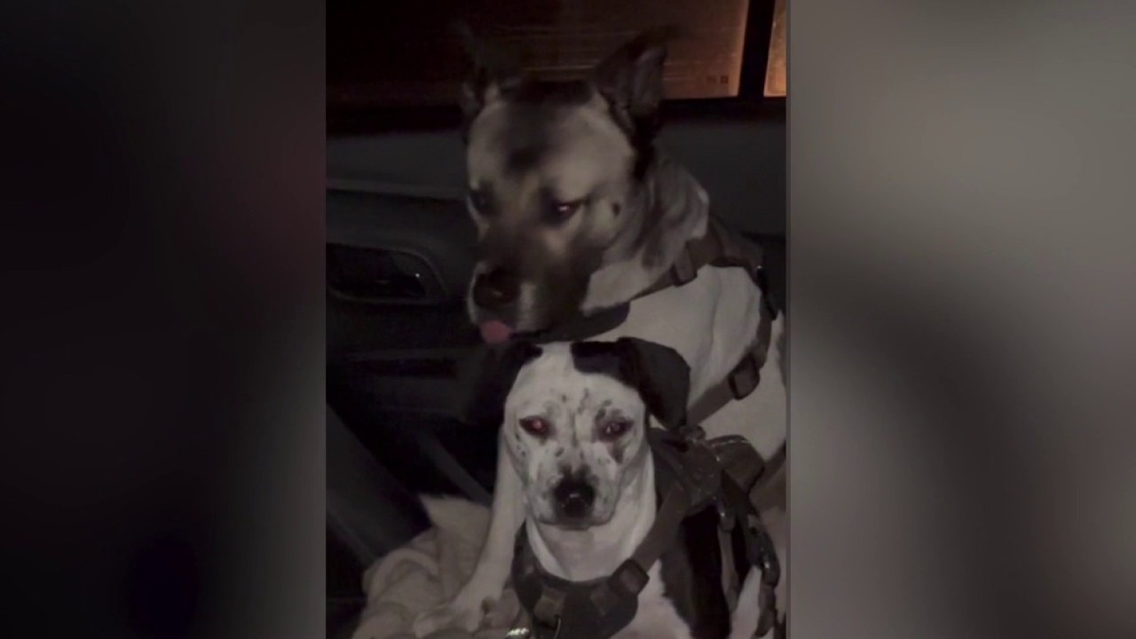 Mystery surrounds 2 dogs found alone at beach