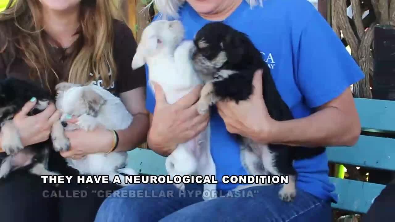 Special needs puppies up for adoption