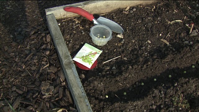Second planting for fall harvest