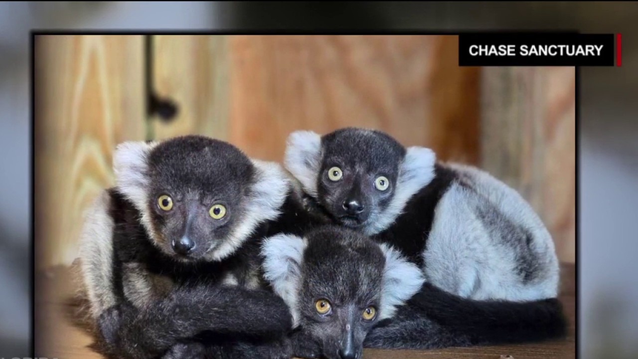 Lemur sanctuary