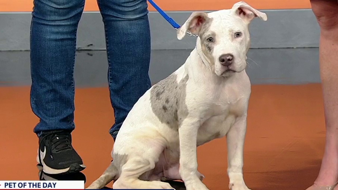 Pet of the day: Audi