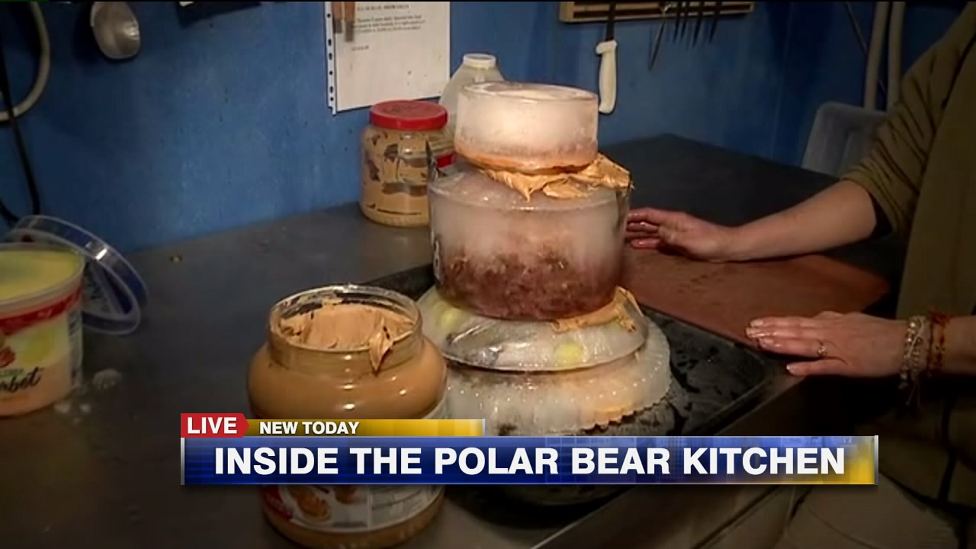 Inside the polar bear kitchen