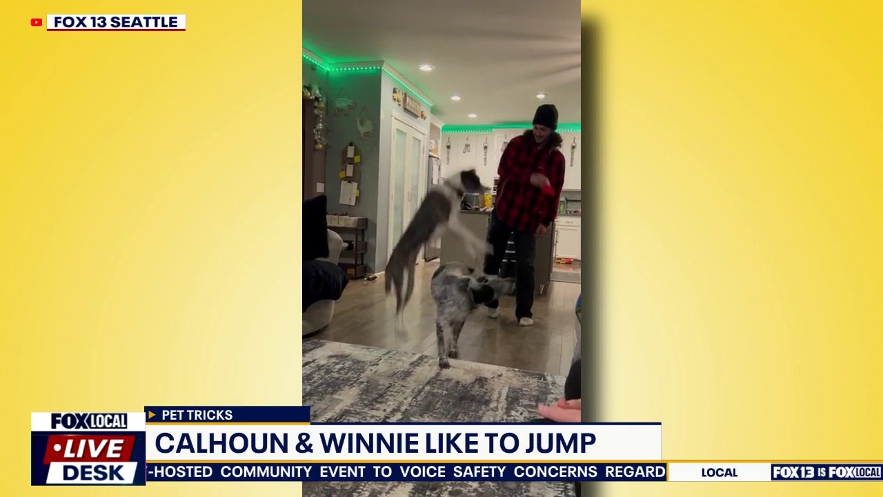 Good Day Pet Tricks for Monday, June 8