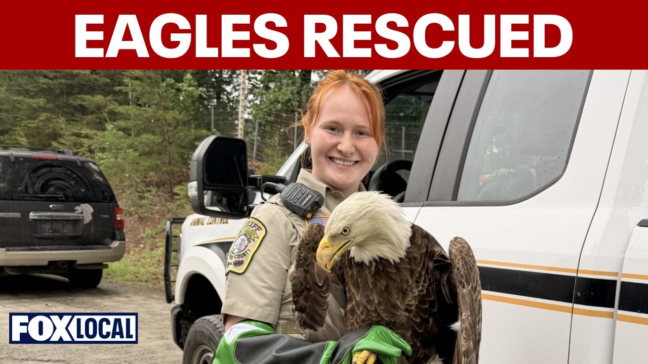 Injured bald eagles recovering after rescue in Stafford County