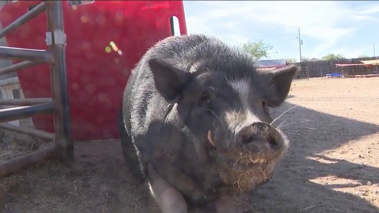 Better Piggies Rescue welcomes three potbellied pigs to sanctuary