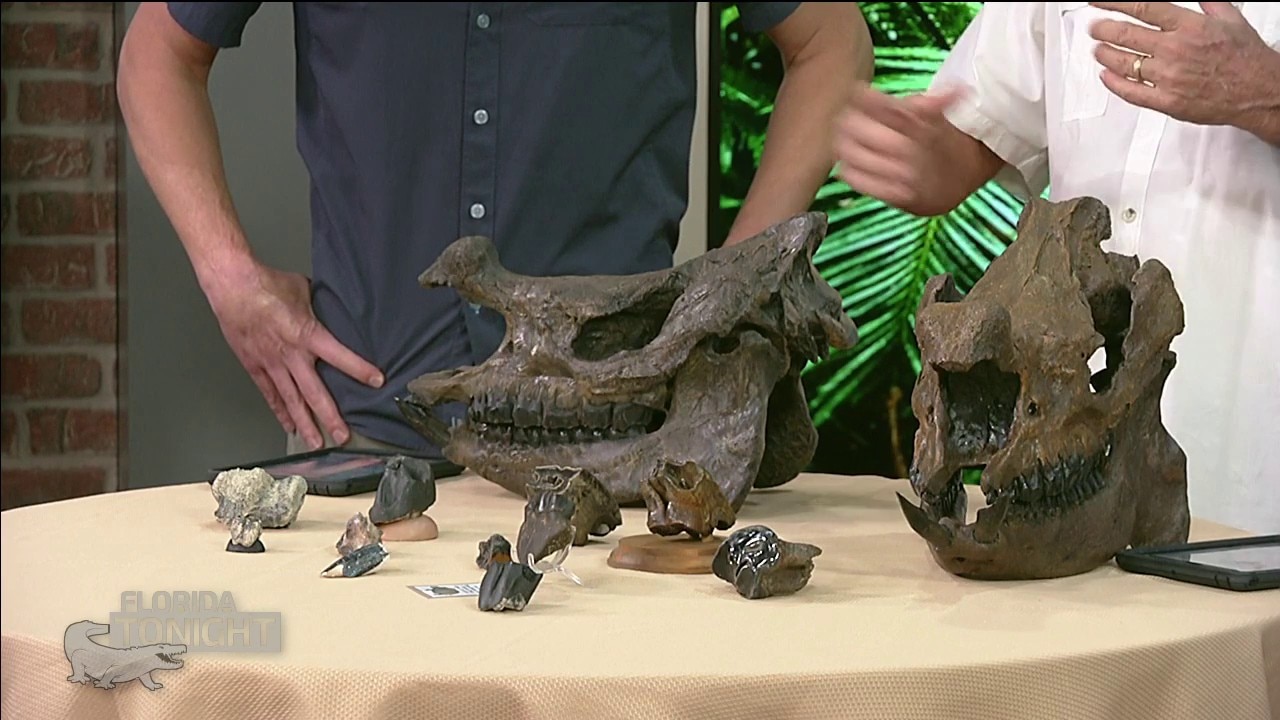 Florida unearthed: Tampa Bay Fossil Club on native rhinos