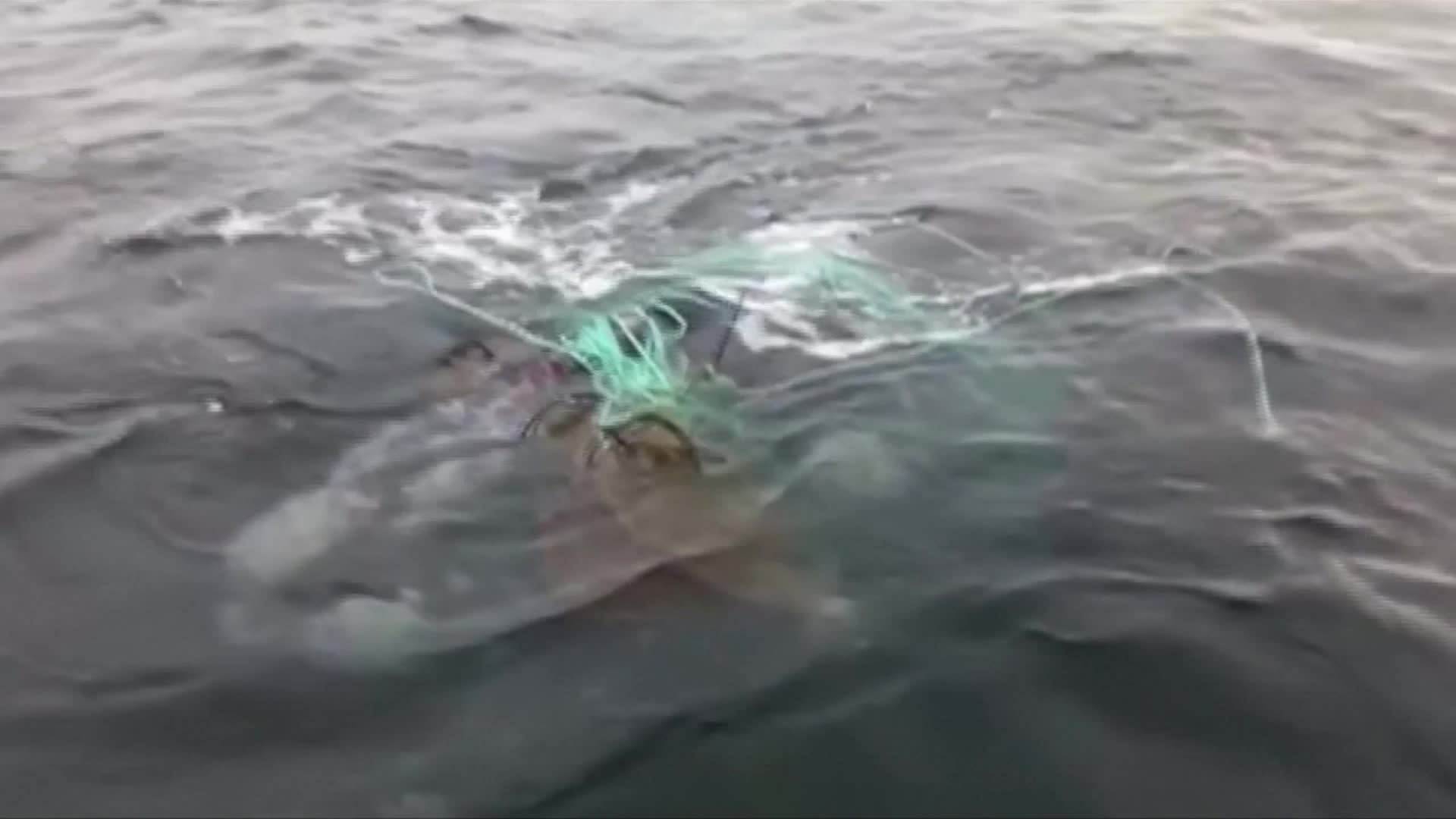Whale caught in netting freed